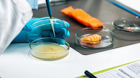 Close-up of lab testing in a petrie dish